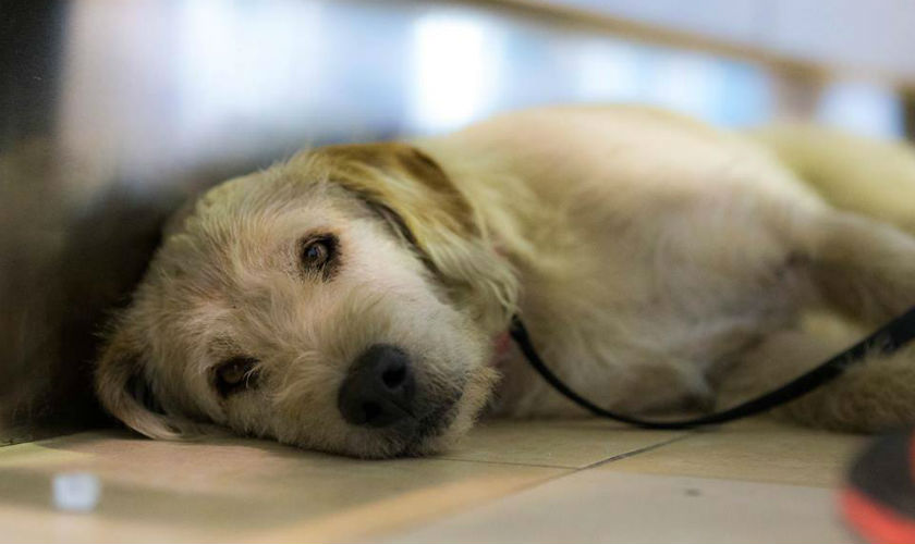 Conoce a Arthur, el perro callejero que recorrió 700 kilómetros