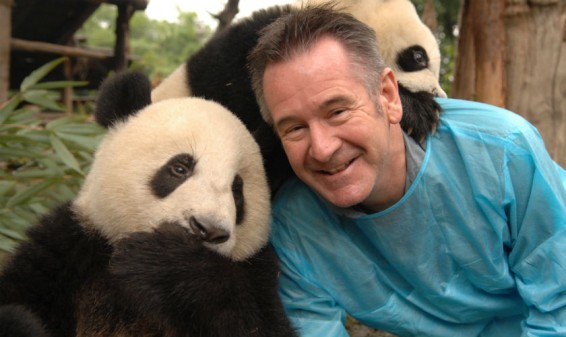 Animal Planet  estrena la serie ‘Pandas gigantes con Nigel Marvel’